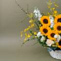 Burst of Sunshine
