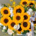 Burst of Sunshine
