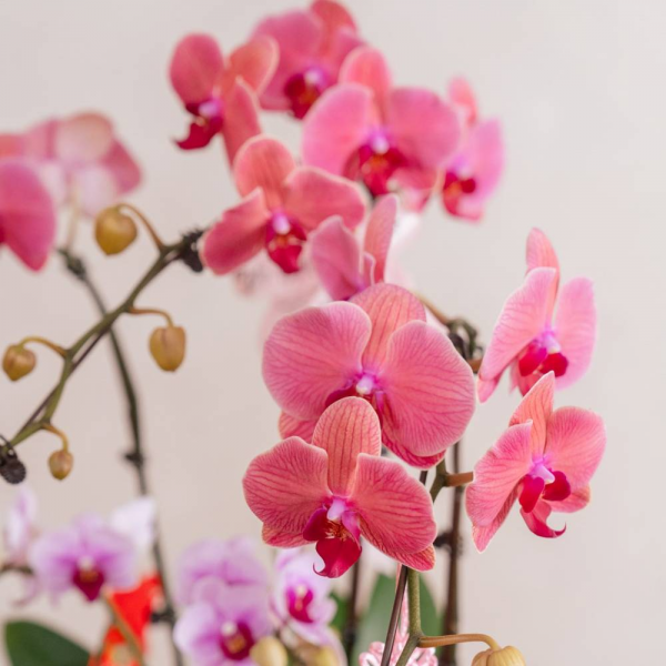 How to Care for Orchids During Chinese New Year (So They Bloom All Season) How to Care for Orchids During Chinese New Year (So They Bloom All Season)