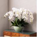 Grand Phalaenopsis Orchid Vase