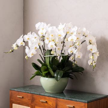 Grand Phalaenopsis Orchid Vase