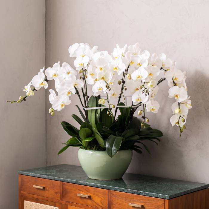 Grand Phalaenopsis Orchid Vase