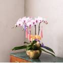 Special Phalaenopsis Orchid Vase
