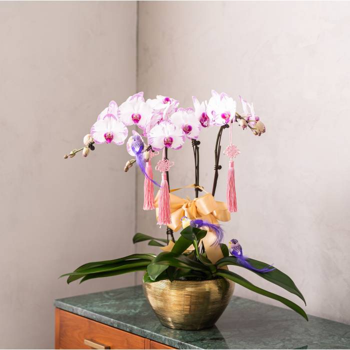 Special Phalaenopsis Orchid Vase