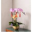 Special Phalaenopsis Orchid Vase
