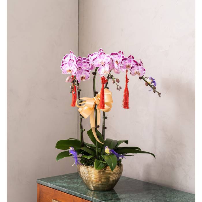 Special Phalaenopsis Orchid Vase