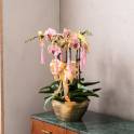 Special Phalaenopsis Orchid Vase