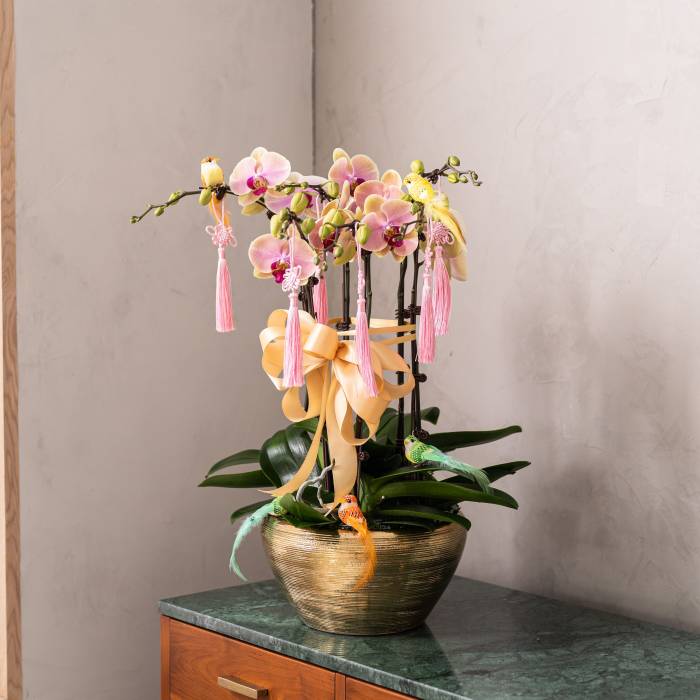 Special Phalaenopsis Orchid Vase