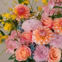 Dahlia Surprise