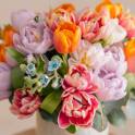 Tulips In Color