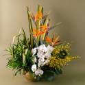 Dancing Lady Orchids Arrangement