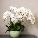 Grand Phalaenopsis Orchid Vase