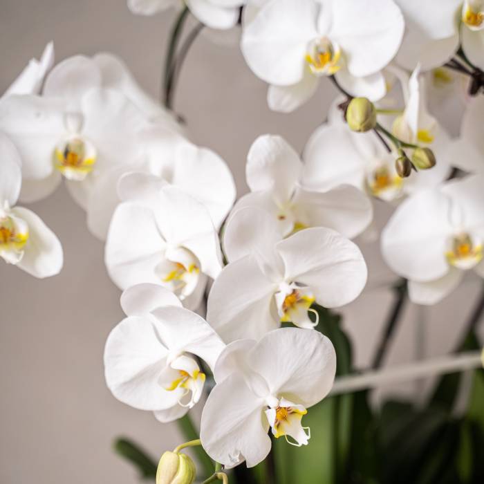 Grand Phalaenopsis Orchid Vase