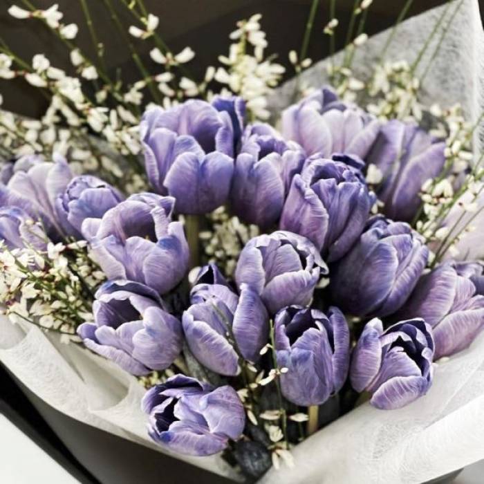 Lavender Magic Tulips