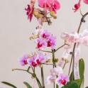 Orchid elegance vase arrangement