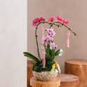 Orchid elegance vase arrangement