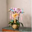 Special Phalaenopsis Orchid Vase