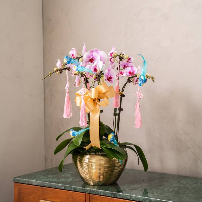 Special Phalaenopsis Orchid Vase