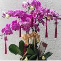 Special Phalaenopsis Orchid Vase