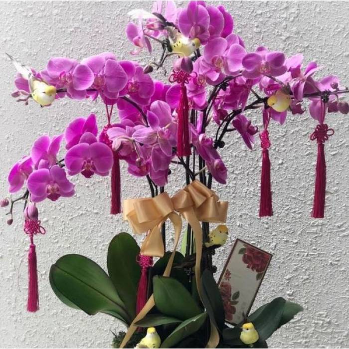 Special Phalaenopsis Orchid Vase