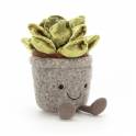 Succulent Box