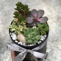 Succulent Box