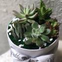 Succulent Box