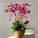 Special Phalaenopsis Orchid Vase