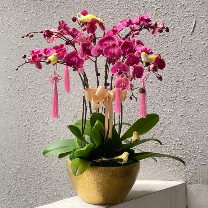 Special Phalaenopsis Orchid Vase