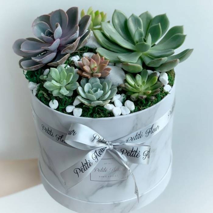 Succulent Box