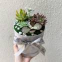 Succulent Box