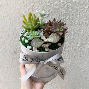 Succulent Box