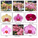 Grand Phalaenopsis Orchid Vase
