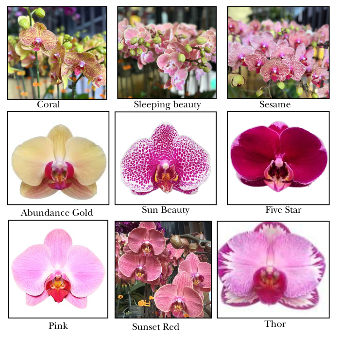 Grand Phalaenopsis Orchid Vase