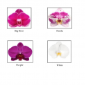 Grand Phalaenopsis Orchid Vase