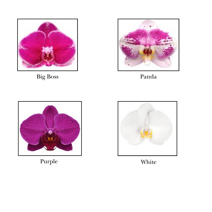 Grand Phalaenopsis Orchid Vase
