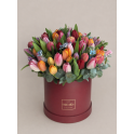 Tulips In Color
