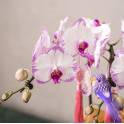 Special Phalaenopsis Orchid Vase
