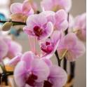 Special Phalaenopsis Orchid Vase