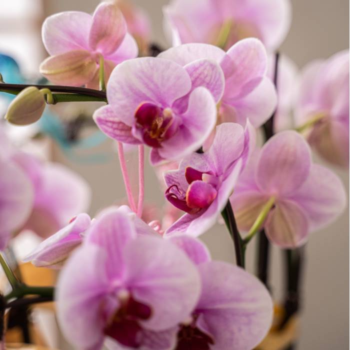 Special Phalaenopsis Orchid Vase