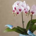Orchid Grace
