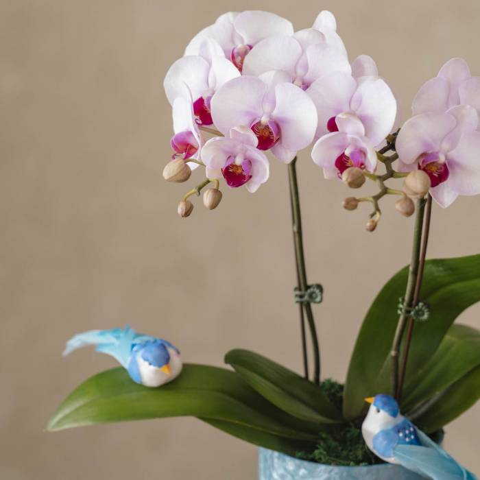 Orchid Grace