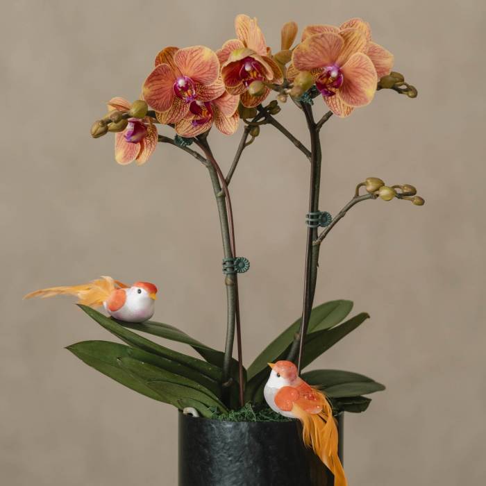 Orchid Grace