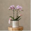 Orchid Grace