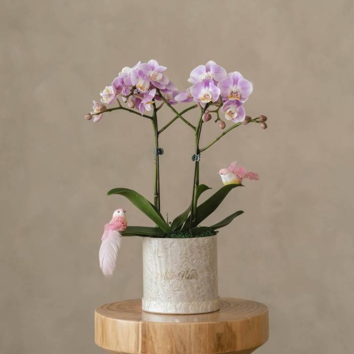 Orchid Grace