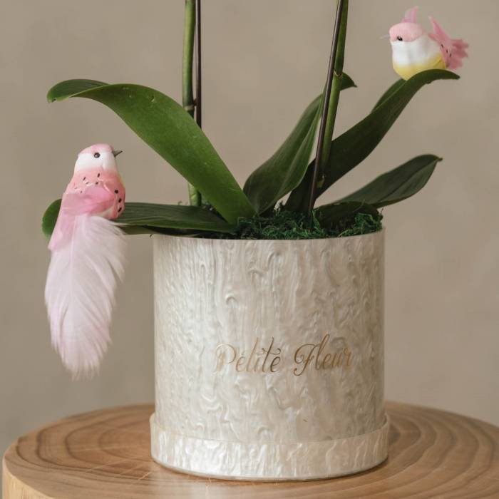 Orchid Grace