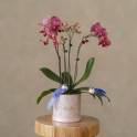 Orchid Grace