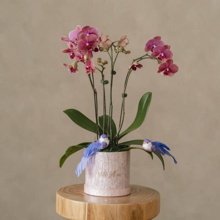 Orchid Grace
