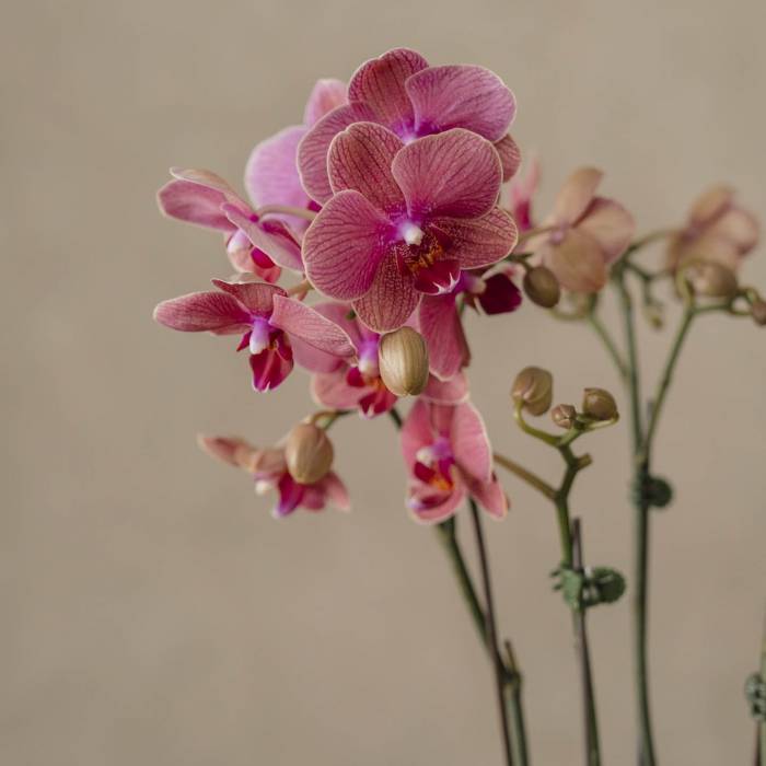 Orchid Grace