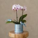 Orchid Grace